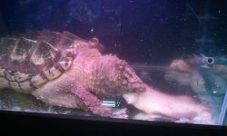 snapping turtle4.jpg