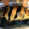 exoticaquaria