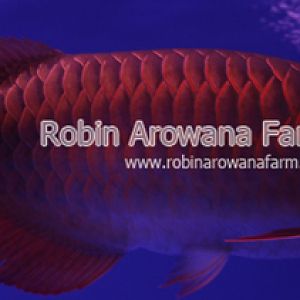 Robin Arowana Farm [20]