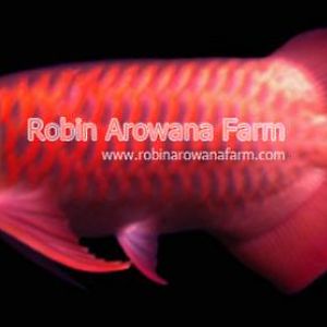 Robin Arowana Farm [21]